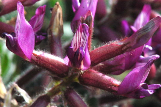 Imagem de Astragalus malacus A. Gray