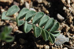 Imagem de Astragalus malacus A. Gray