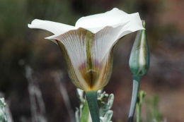 Image de Calochortus bruneaunis A. Nelson & J. F. Macbr.