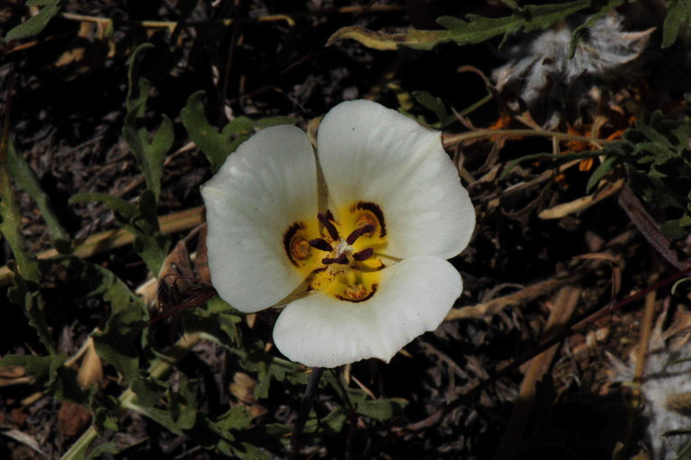 Image de Calochortus bruneaunis A. Nelson & J. F. Macbr.