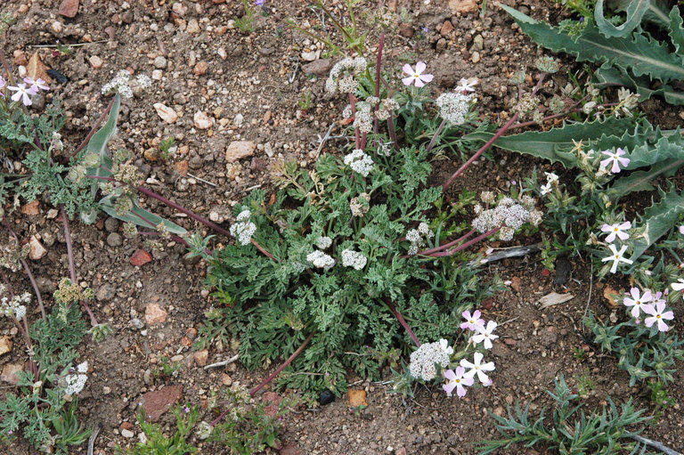 Imagem de Lomatium nevadense (S. Wats.) Coult. & Rose