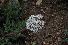 Imagem de Lomatium nevadense (S. Wats.) Coult. & Rose