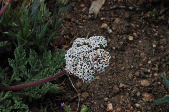 Image of Nevada biscuitroot