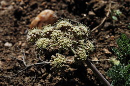 Imagem de Lomatium nevadense (S. Wats.) Coult. & Rose