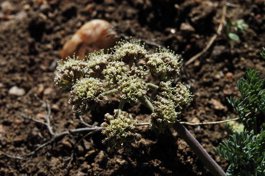 Image of Nevada biscuitroot