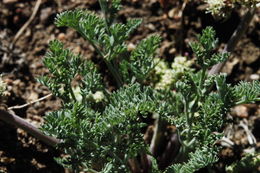 Imagem de Lomatium nevadense (S. Wats.) Coult. & Rose