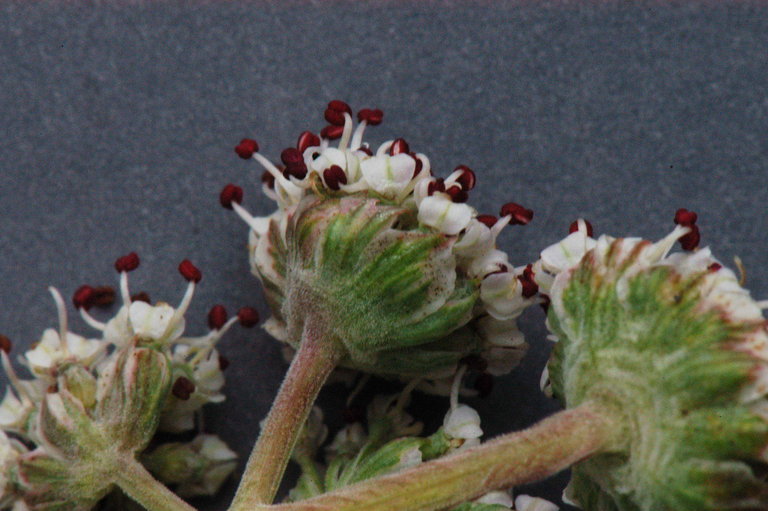 Imagem de Lomatium nevadense (S. Wats.) Coult. & Rose