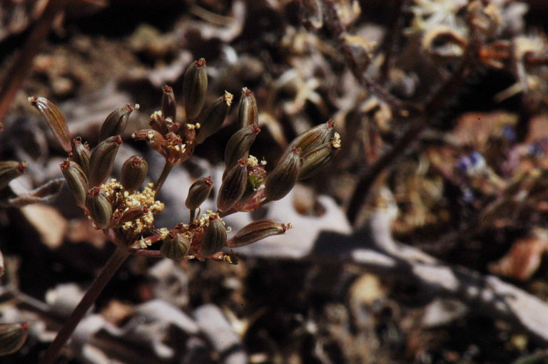 Imagem de Lomatium nevadense (S. Wats.) Coult. & Rose