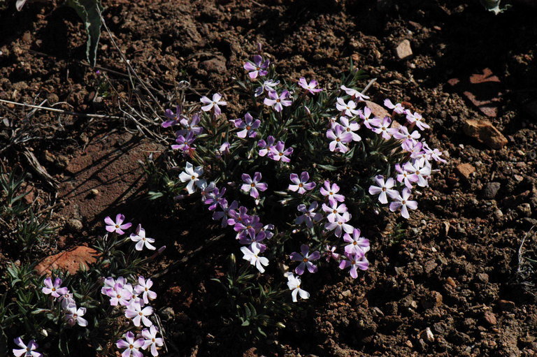 Image of longleaf phlox