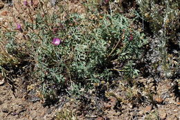 Image of waxy checkerbloom