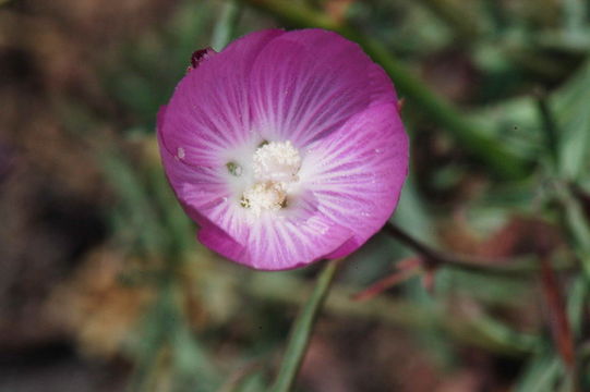 Image de Sidalcea glaucescens Greene.