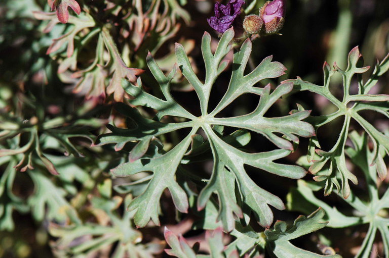 Image of waxy checkerbloom