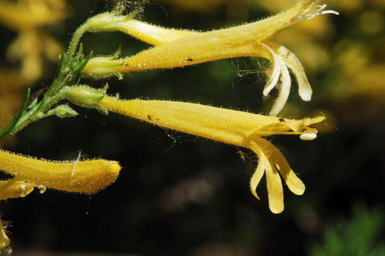 Image of pineneedle beardtongue