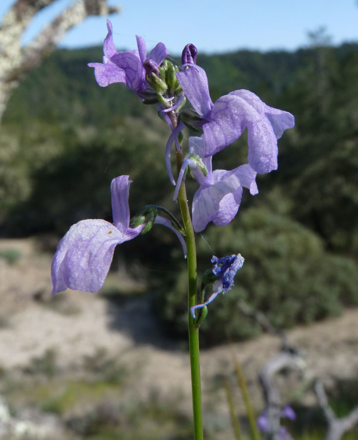 Image of Texas toadflax