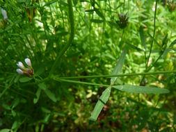 Image of fewflower clover