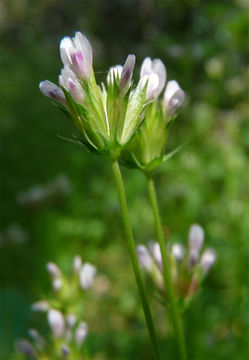 Image of fewflower clover