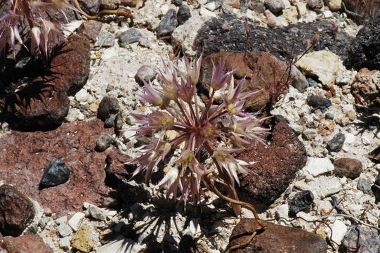 Image of darkred onion