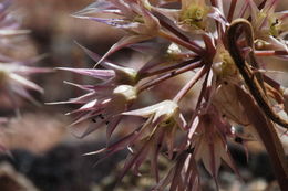 Image of darkred onion