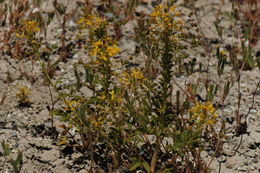 Image of Hillman's stinkweed