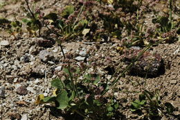 Image of volcanic buckwheat