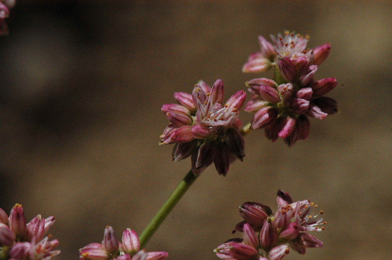 Image of volcanic buckwheat