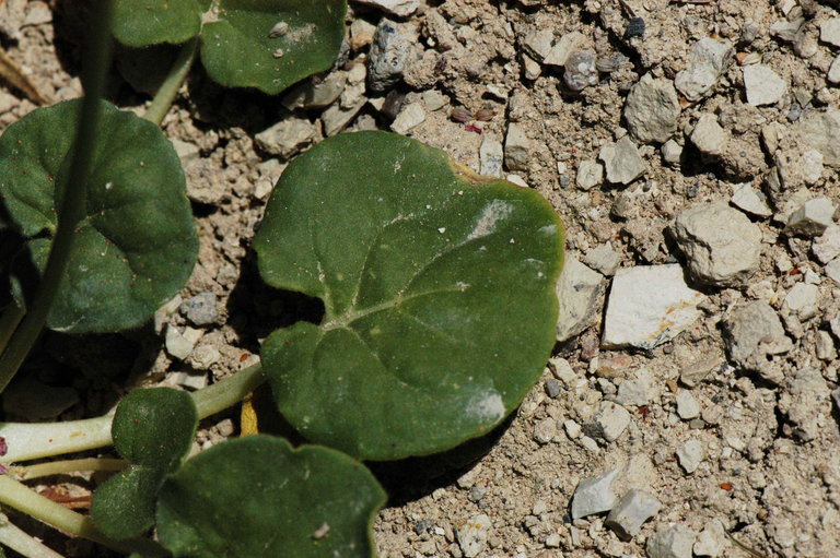 Image of volcanic buckwheat