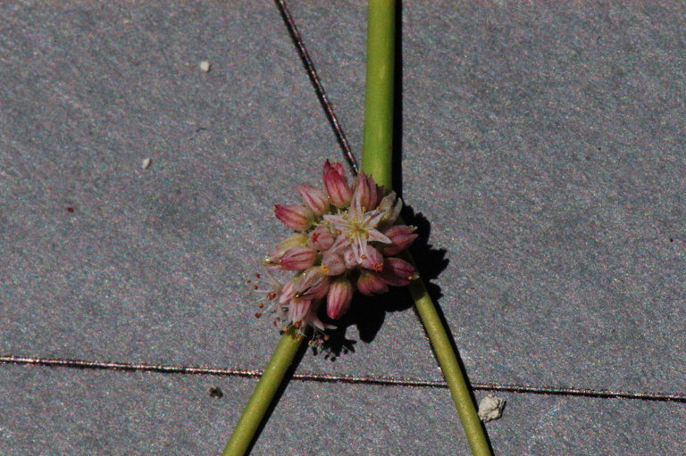 Image of volcanic buckwheat