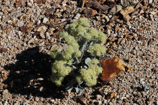 Image of granite buckwheat