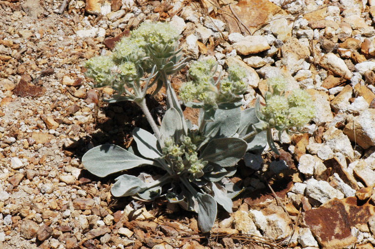 Image of granite buckwheat