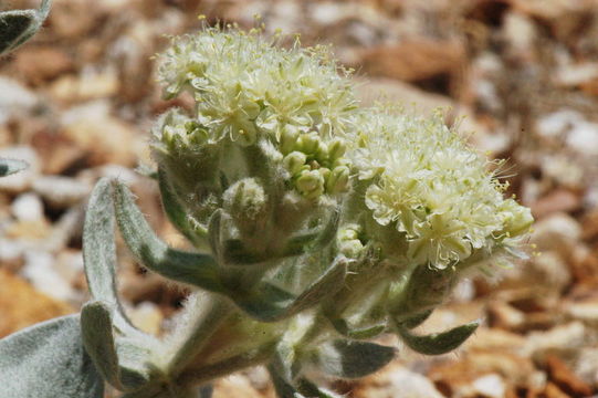 Image of granite buckwheat