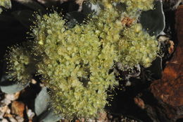 Image of granite buckwheat