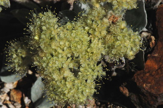 Image of granite buckwheat