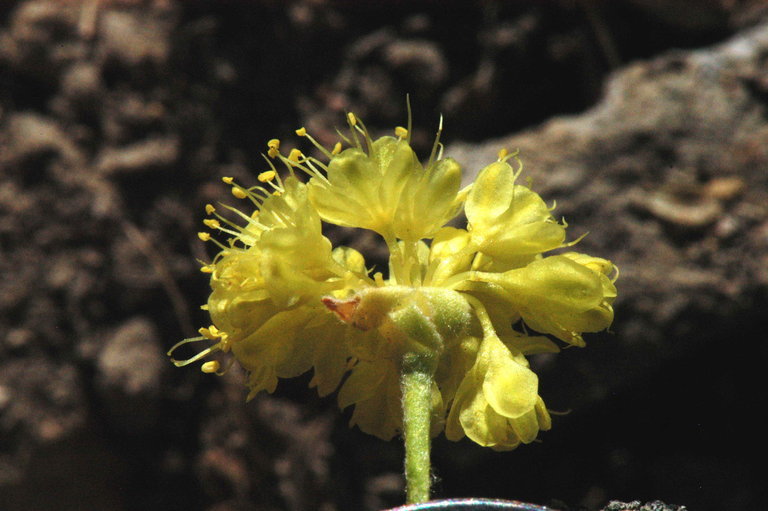 Image of granite buckwheat