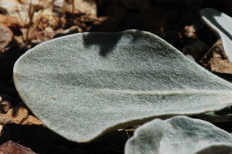 Image of granite buckwheat