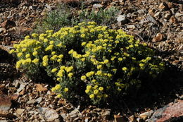 Image of rock buckwheat