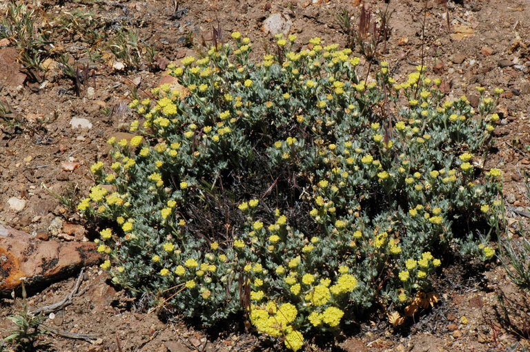 Image of rock buckwheat