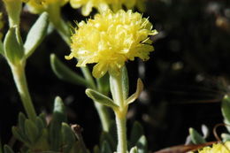 Image of rock buckwheat