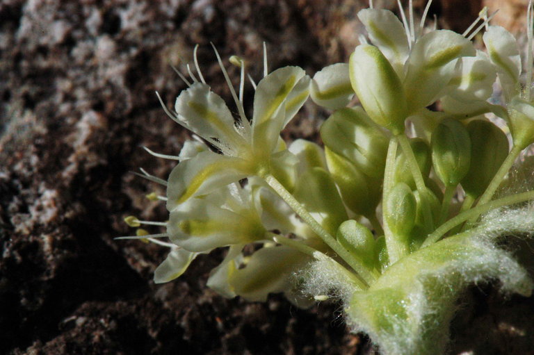 Image of rock buckwheat