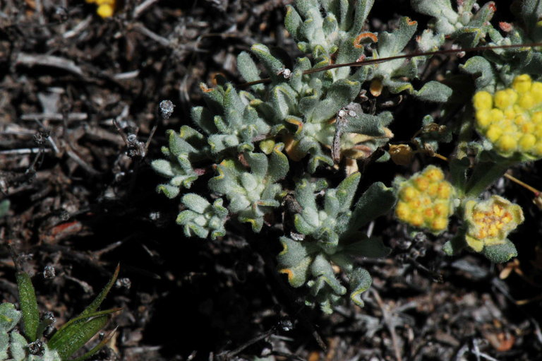 Image of rock buckwheat