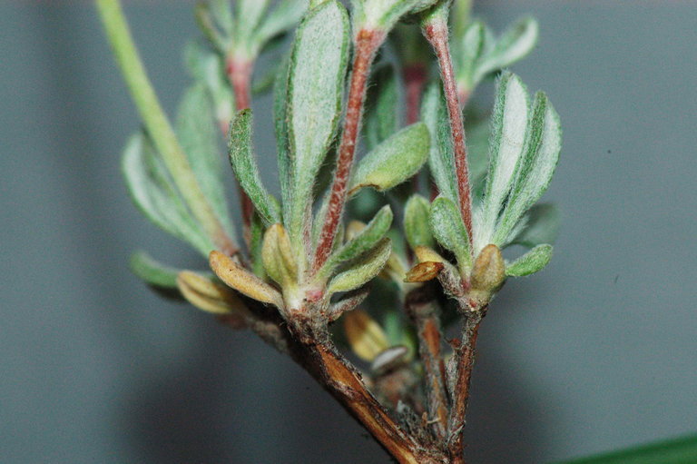 Image of rock buckwheat