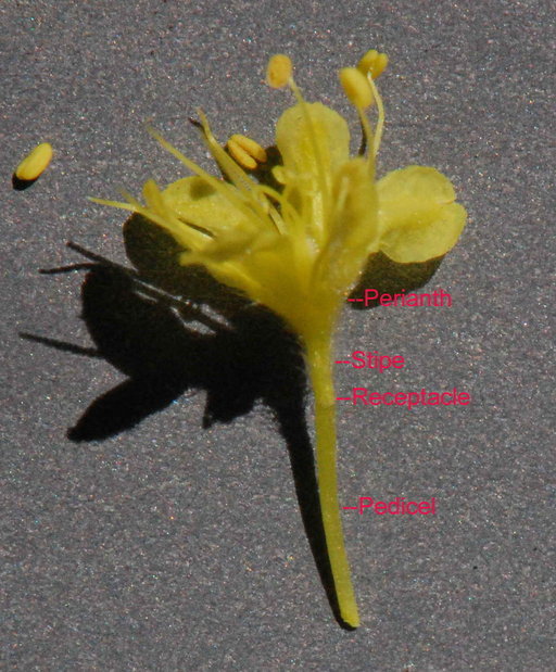 Image of rock buckwheat