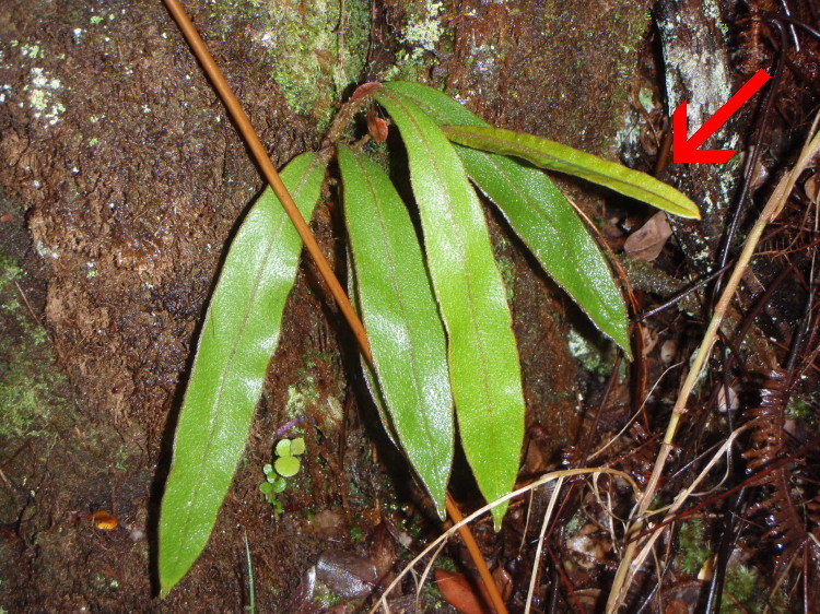 Imagem de Elaphoglossum paleaceum (Hook. & Grev.) Sledge