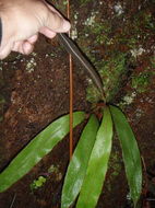 Imagem de Elaphoglossum paleaceum (Hook. & Grev.) Sledge