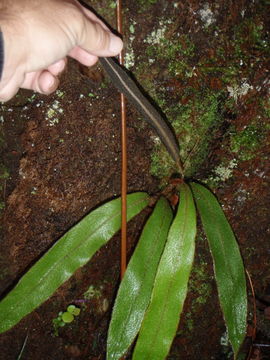 Image de Elaphoglossum paleaceum (Hook. & Grev.) Sledge