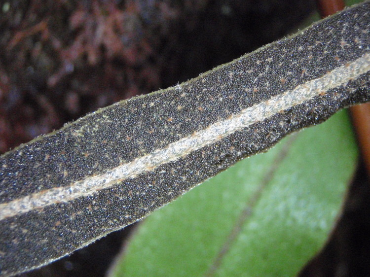 Imagem de Elaphoglossum paleaceum (Hook. & Grev.) Sledge