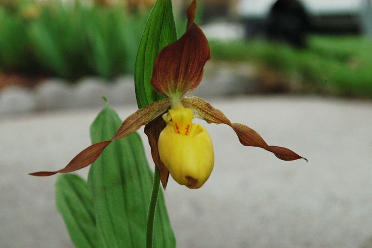 Cypripedium parviflorum var. makasin (Farw.) Sheviak的圖片