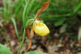 Cypripedium parviflorum var. makasin (Farw.) Sheviak的圖片