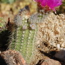 Plancia ëd Echinocereus reichenbachii var. baileyi (Rose) N. P. Taylor