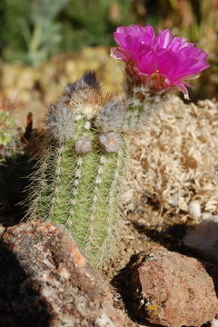 Image de Echinocereus reichenbachii var. baileyi (Rose) N. P. Taylor