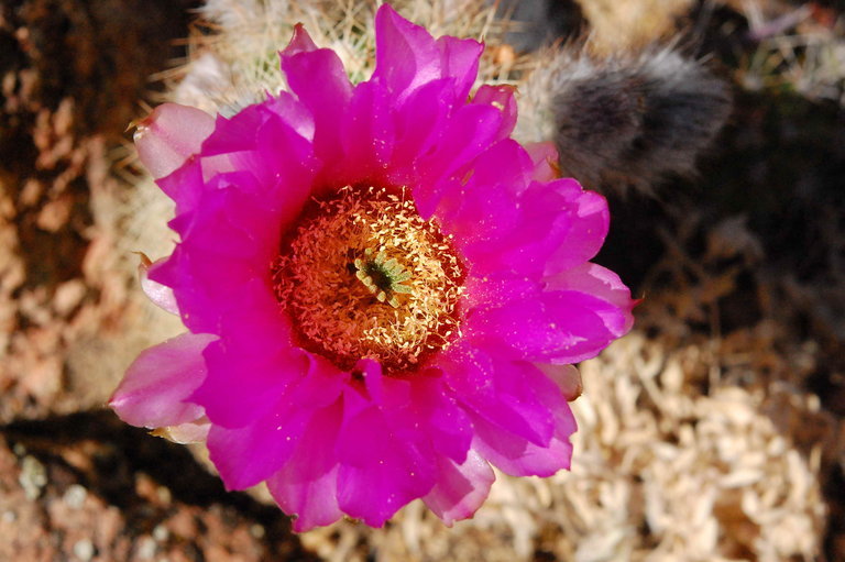 Plancia ëd Echinocereus reichenbachii var. baileyi (Rose) N. P. Taylor